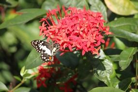 black white butterfly on a red flower