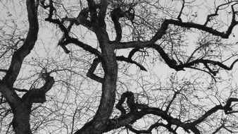branches of old tree in forest autumn