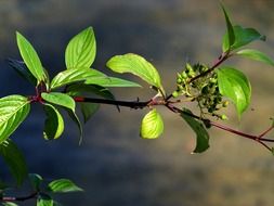 green wild berries on a branch