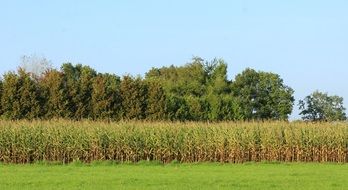 Landscape With The Cornfield In Autumn