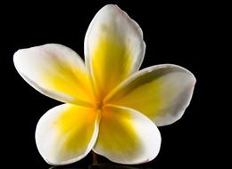 white and yellow west indian plumeria flower