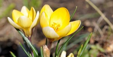 yellow crocus flower in blossom macro