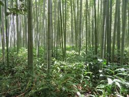 photo of bamboo forest in Kyoto, Japan