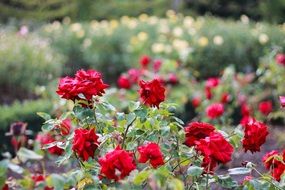 red garden flowers