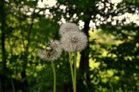 dandelion plant in the garden