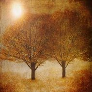 landscape of deciduous trees