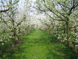 blooming apple orchard in spring