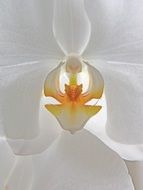 Orchid flower inside macro