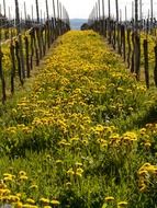 vineyards and fields with flowers