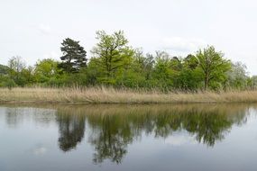 reflection of dry reed and trees in a pond