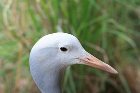 blue crane bird