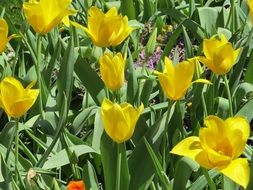 garden bed on yellow tulips