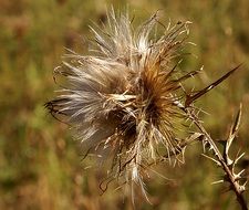 Closeup photo of thistle field plant on a blurred background