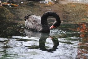 black swan on the pond off the coast