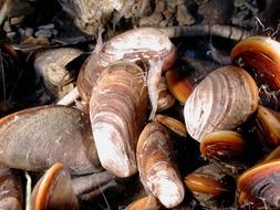 mussels close-up