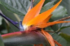 strelitzia, tropical flower in the wild