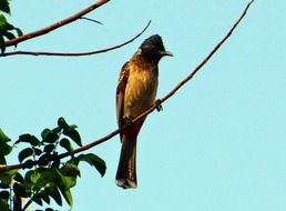 Pycnonotus cafer or red vented bulbul