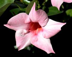 pink flower with sharp petals in the garden