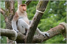 proboscis monkey resting wild