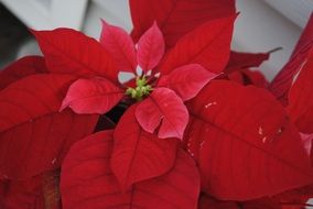 red christmas flower closeup