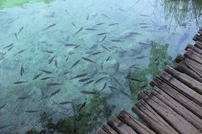 a lot of fish in the pond