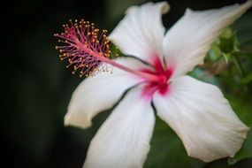 macro photo of pink stem of open flower in the garden