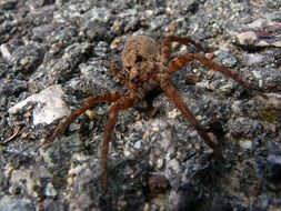 Brown hairy spider