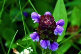 closeup photo of irresistible wildflower