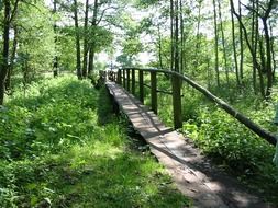 wooden pier in the green forest