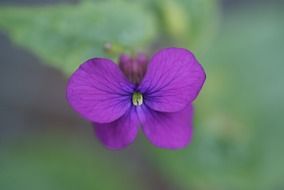 Macro picture of violet flower