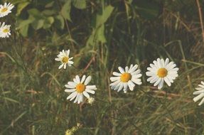 white daisies at grass