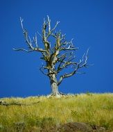lonely dead tree in yellowstone