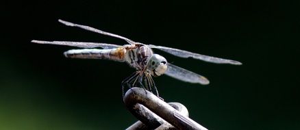 Dragonfly on a metal chain close-up