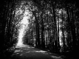 black and white photo of the road in the forest