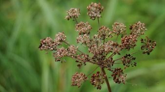 Close-up of the dried flower with seeds at blurred background with plants