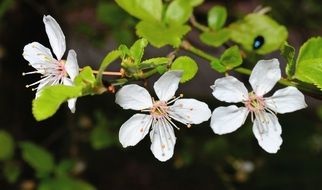 flowering shrub in spring