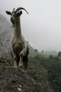 goat on a mountain
