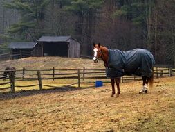 horse in a Cape in the paddock