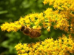 Honey bee on a branch with yellow flowers