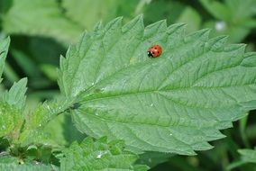 Beautiful cute ladybug on the green leaf