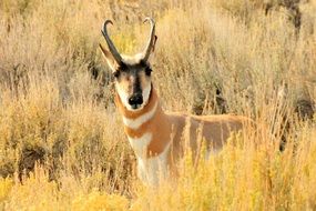pronghorn among the dry grass