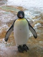 penguin on a big stone close up