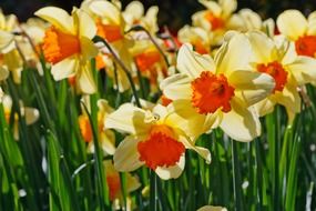 light bloom bright
