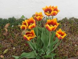 growing colorful tulip flowers in the garden
