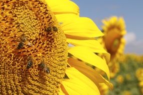 pollination of a sunflower