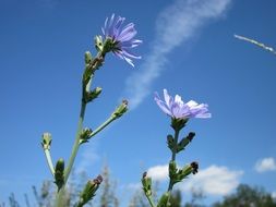 cichorium intybus, chicory flowers at sky