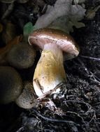 white thick mushroom on a forest carpet among other plants