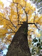 oak with yellow leaves in autumn