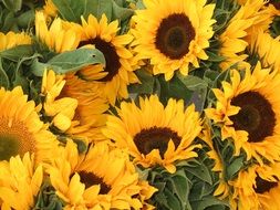 stunningly beautiful sunflowers close-up