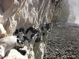 white cliff on the rocky coast